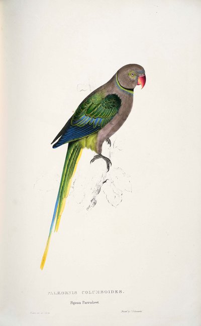 Psittacula columboides von Edward Lear